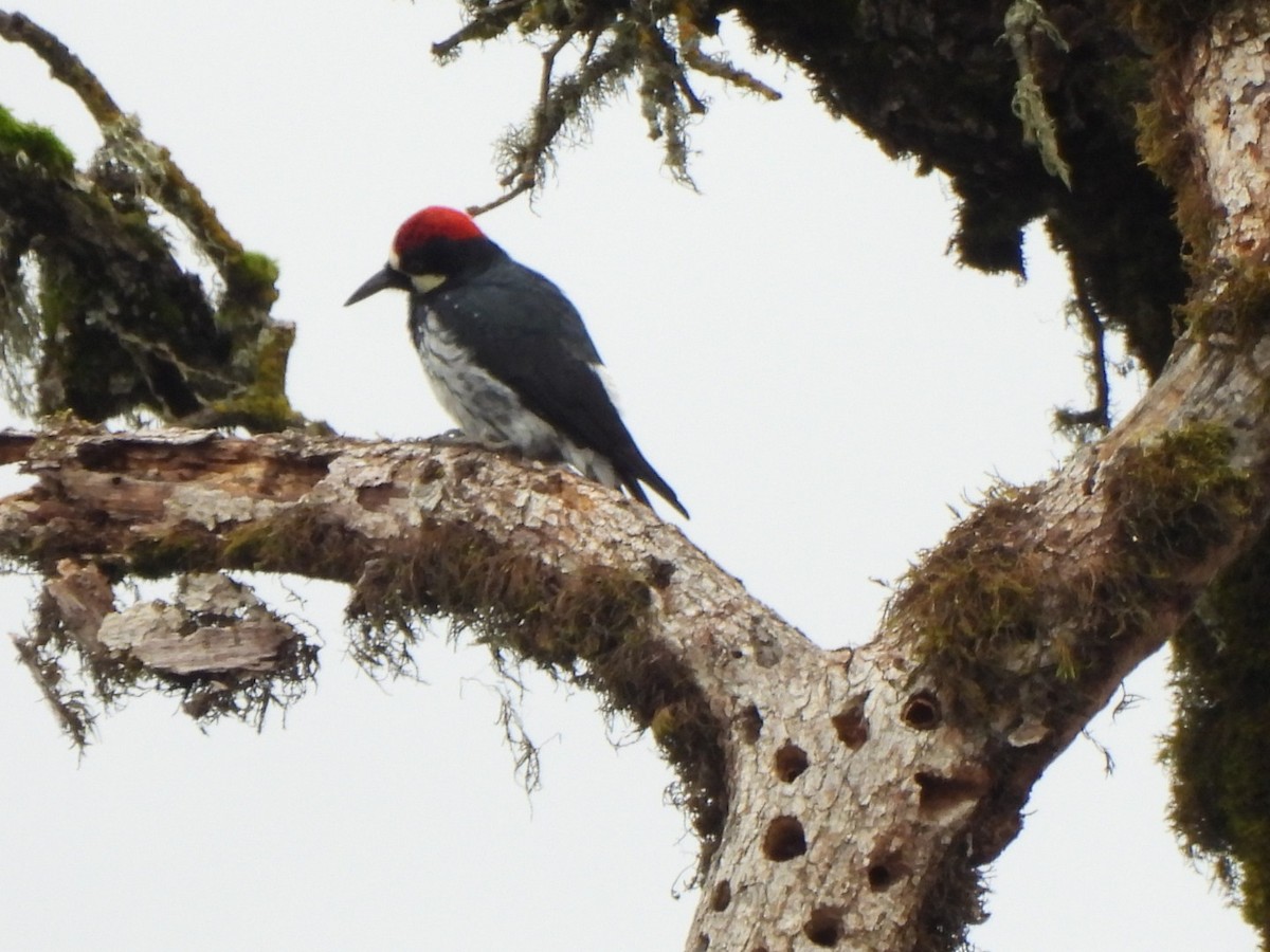 Acorn Woodpecker - ML610807225