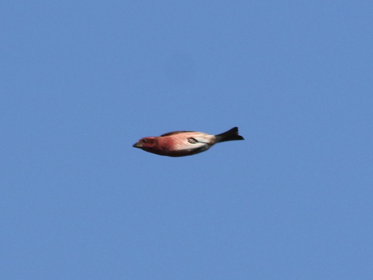 Purple Finch - Brandon Brogle