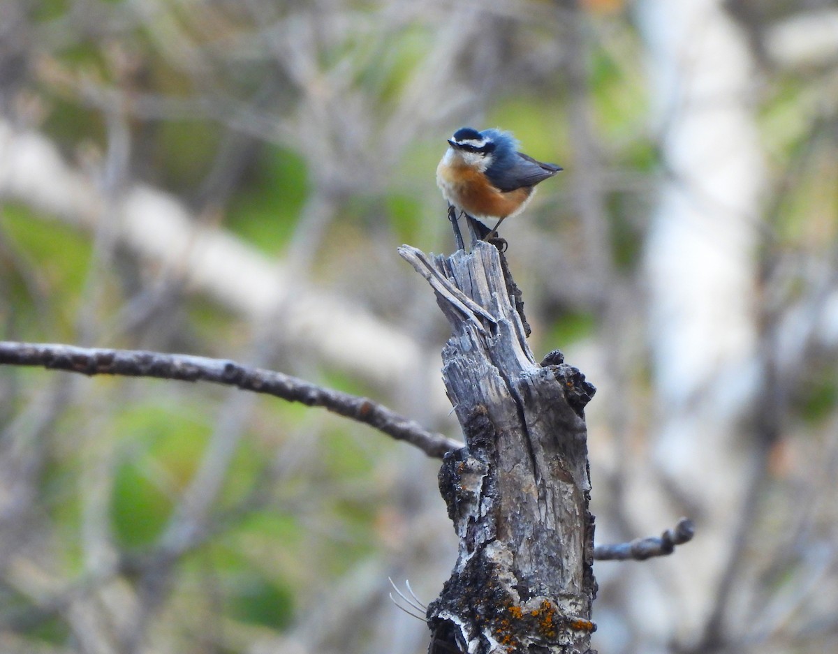 Red-breasted Nuthatch - ML610807433