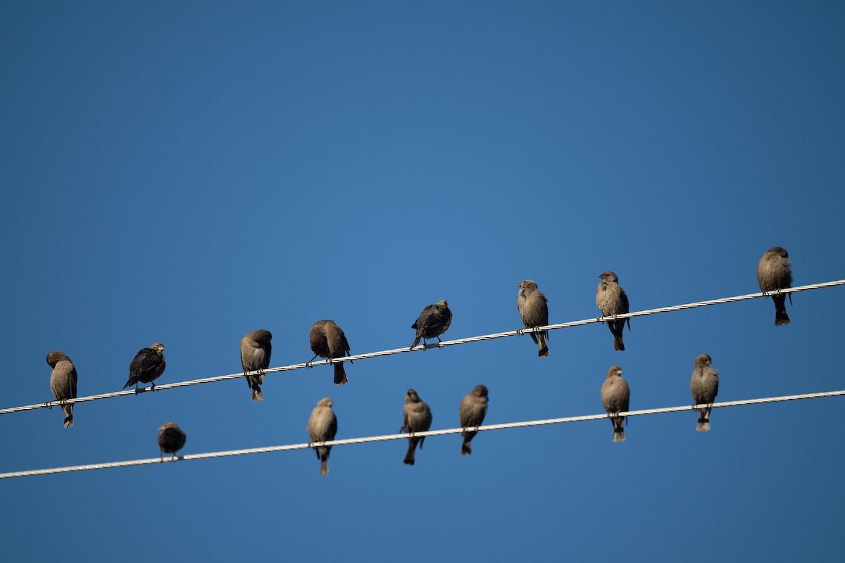Brown-headed Cowbird - ML610807527