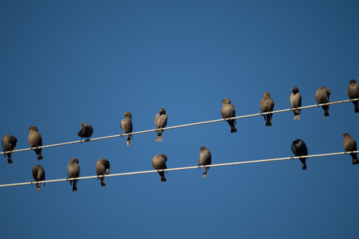 Brown-headed Cowbird - ML610807528