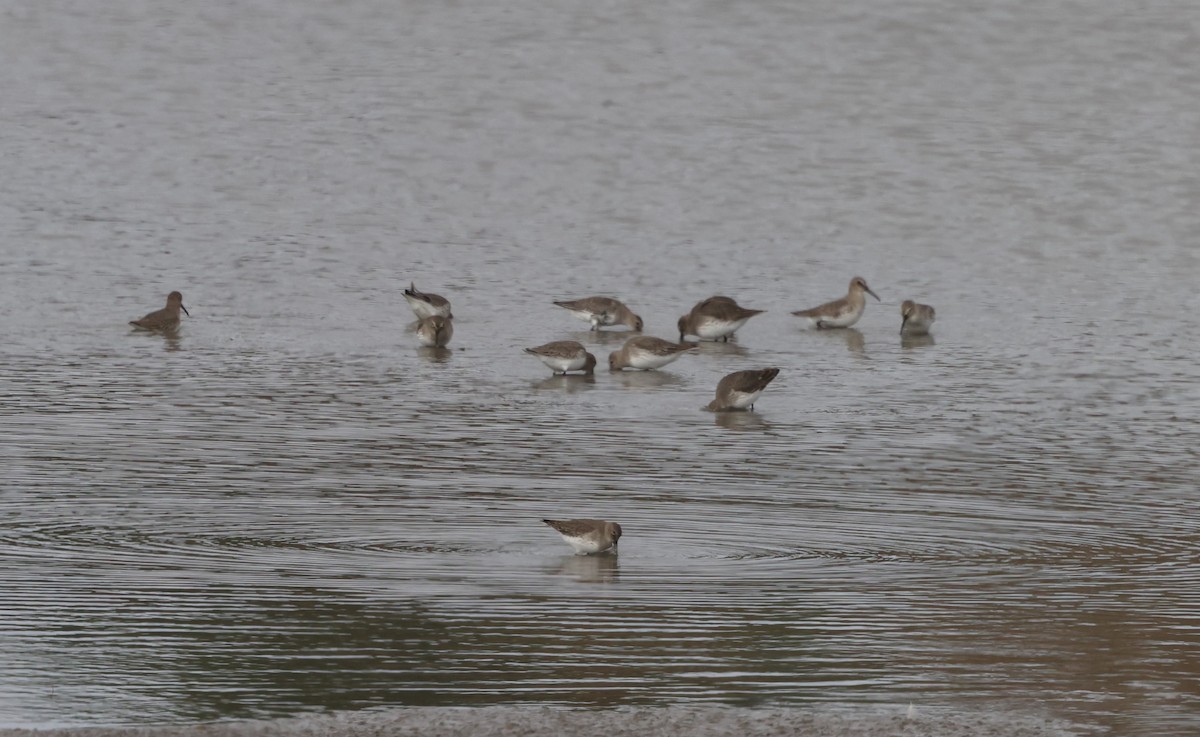 Dunlin - Patricia Schleiffer