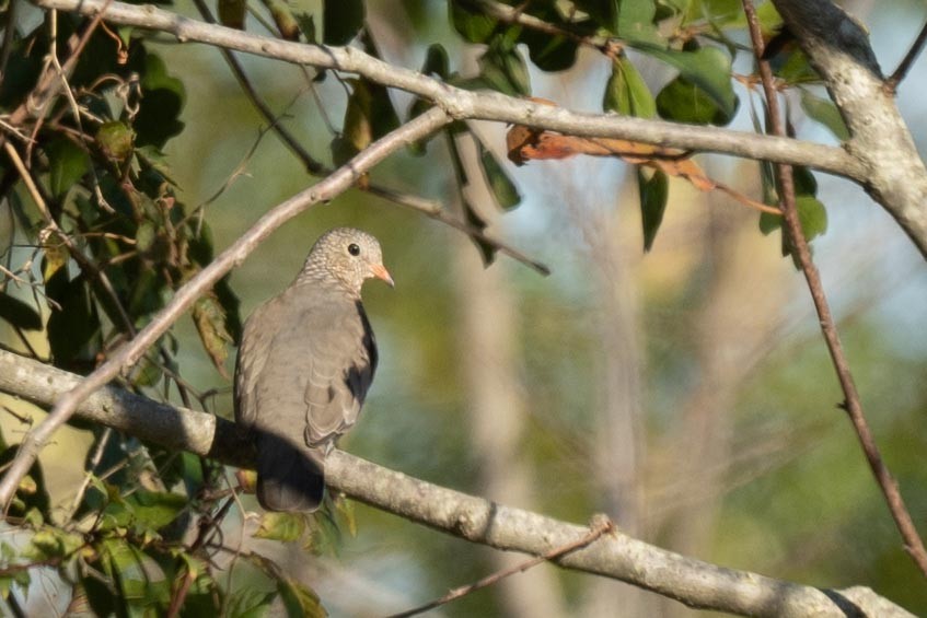 Common Ground Dove - ML610807539