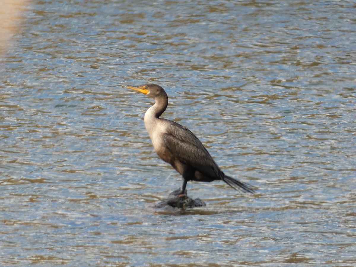 Double-crested Cormorant - ML610807672