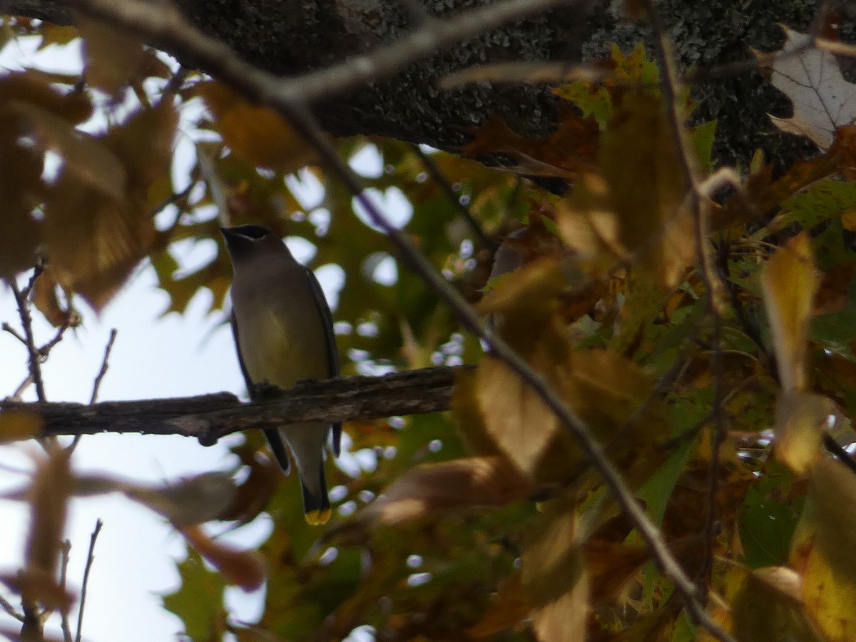 Cedar Waxwing - ML610807682