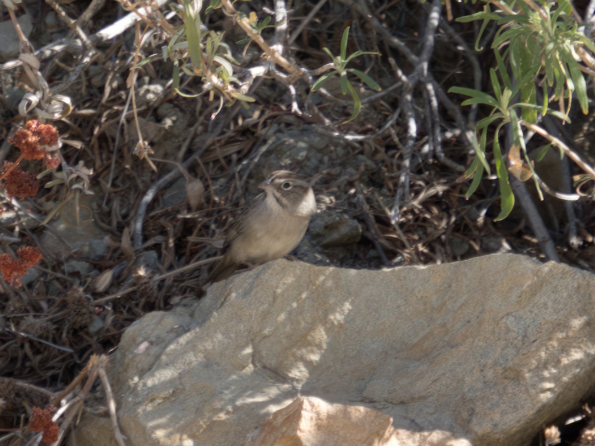 Rufous-crowned Sparrow - ML610807688