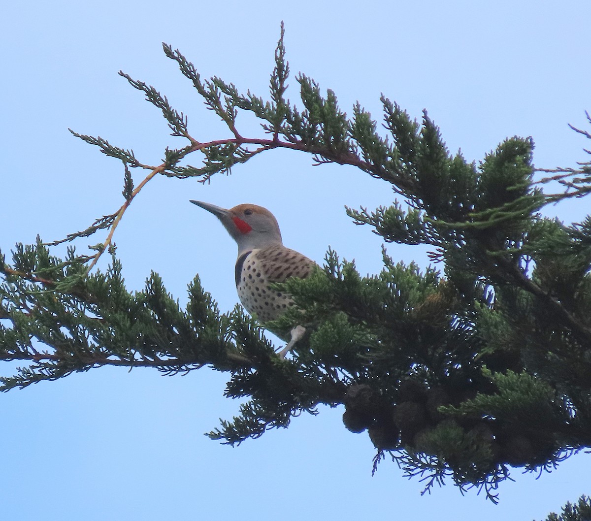 Northern Flicker (Red-shafted) - ML610807830