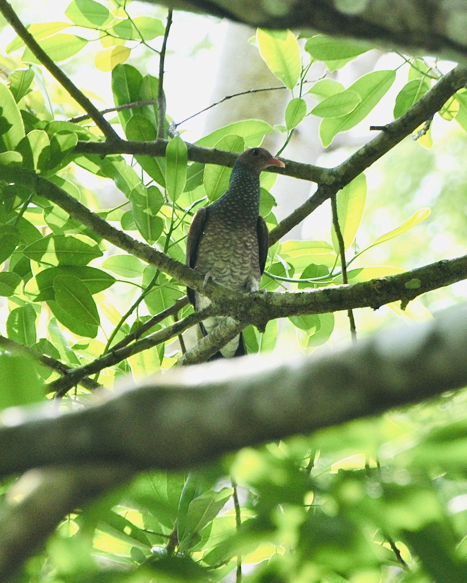 Scaled Pigeon - ML610807886