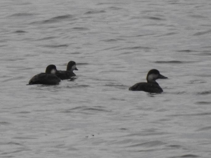 Black Scoter - ML610807888