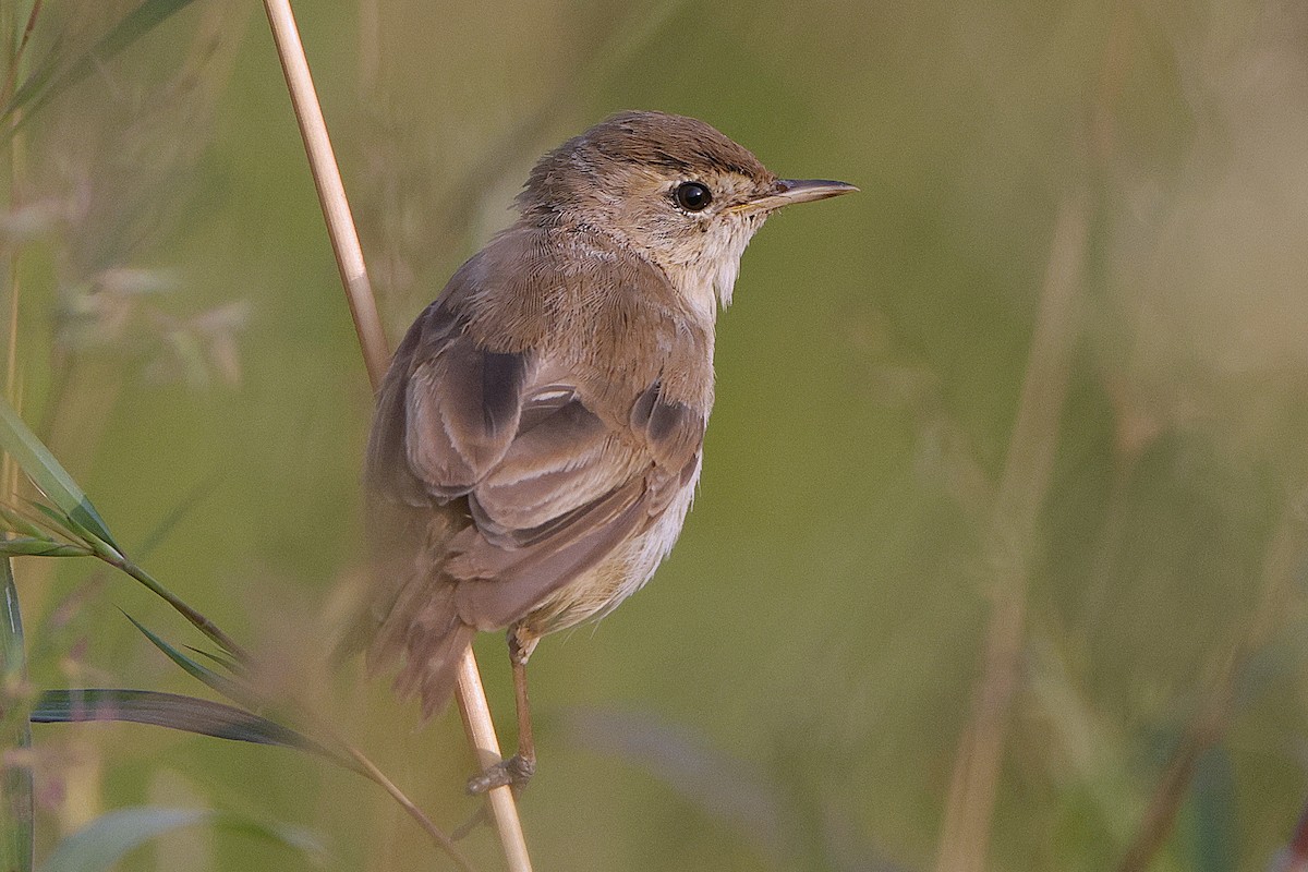 Sykes's Warbler - ML610807927