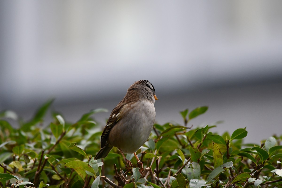 Bruant à couronne blanche - ML610807929