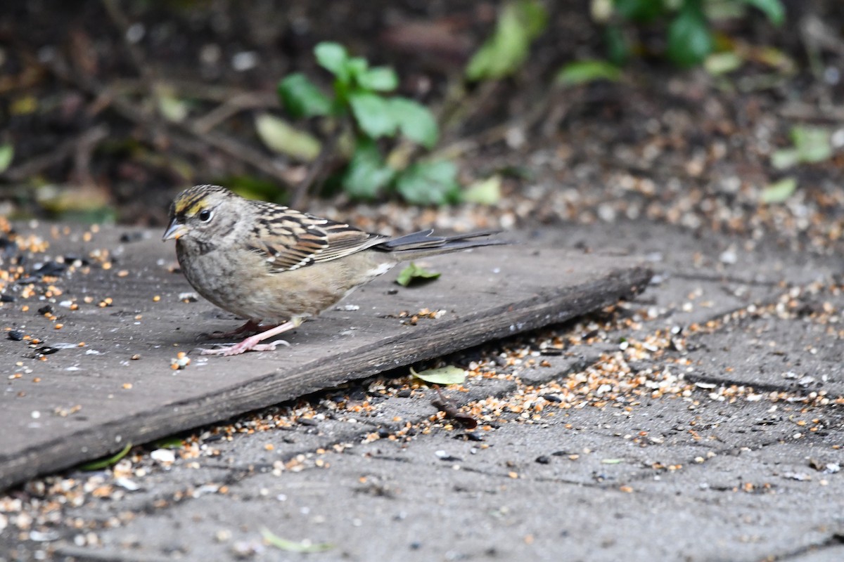 Golden-crowned Sparrow - Carolyn Pullman