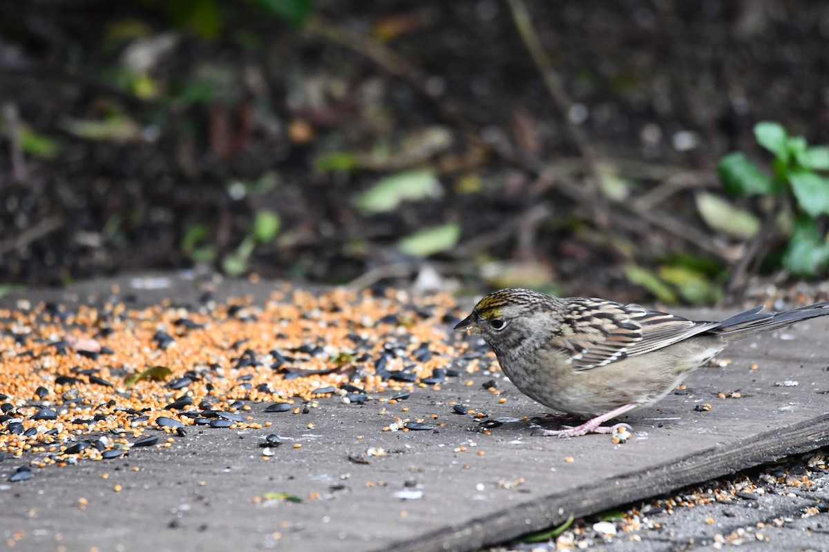 Golden-crowned Sparrow - Carolyn Pullman