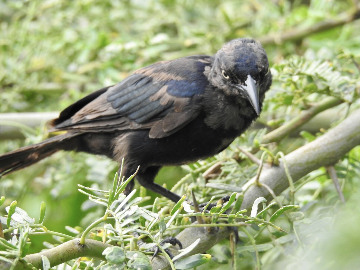Great-tailed Grackle - ML610807975