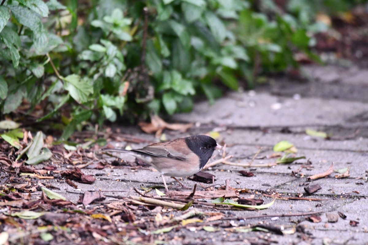 Dark-eyed Junco - Carolyn Pullman