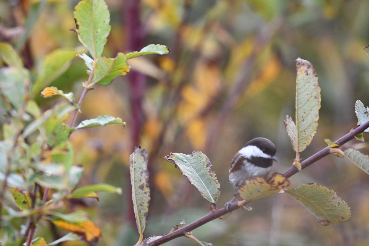 Chestnut-backed Chickadee - ML610808104