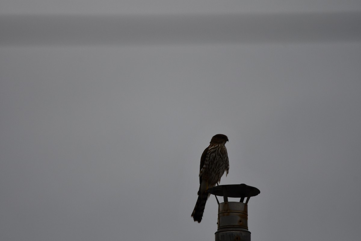 Cooper's Hawk - ML610808141