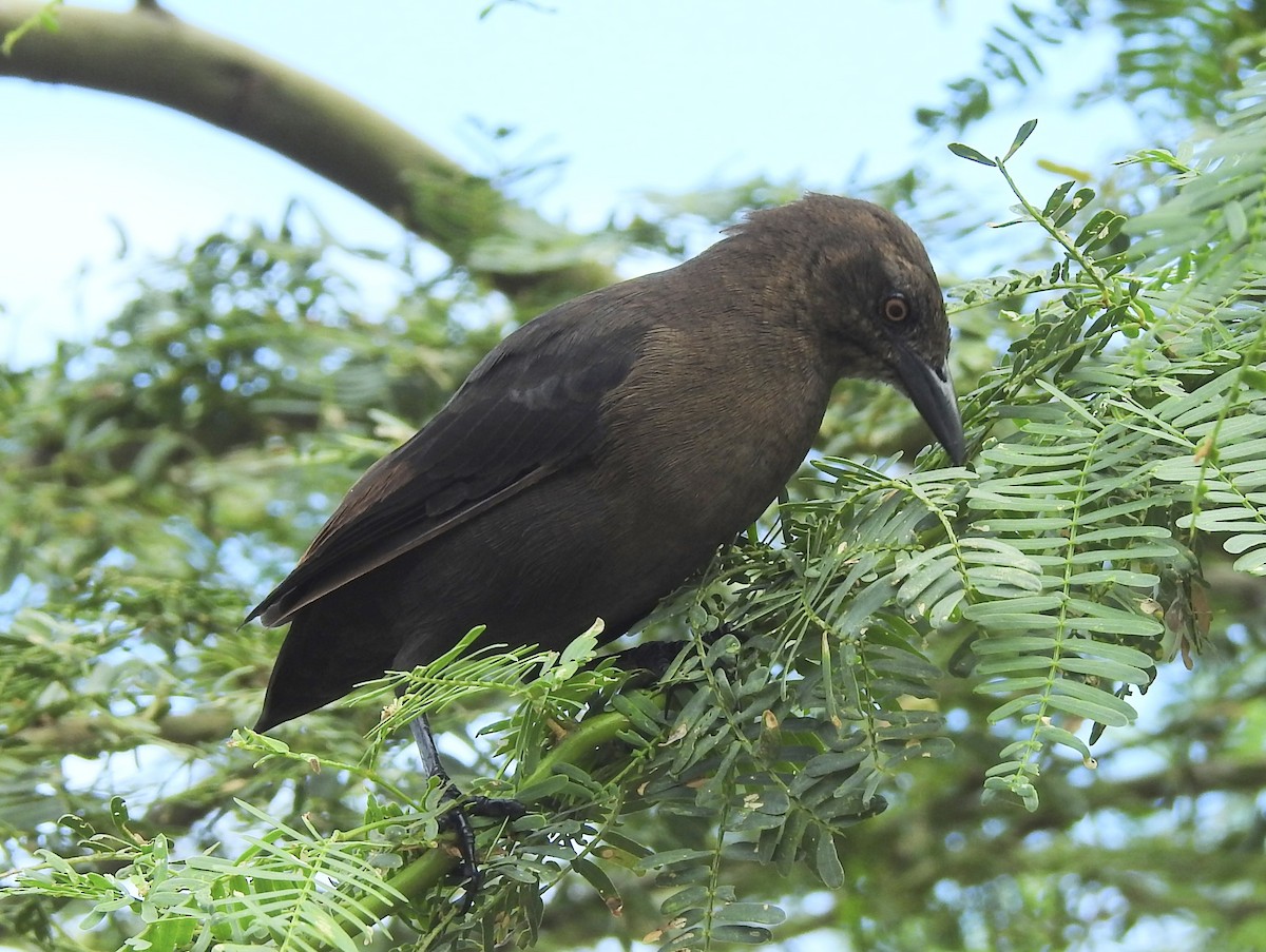 Carib Grackle - ML610808151