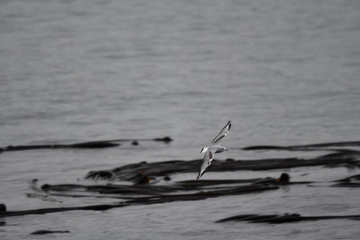 Bonaparte's Gull - ML610808184