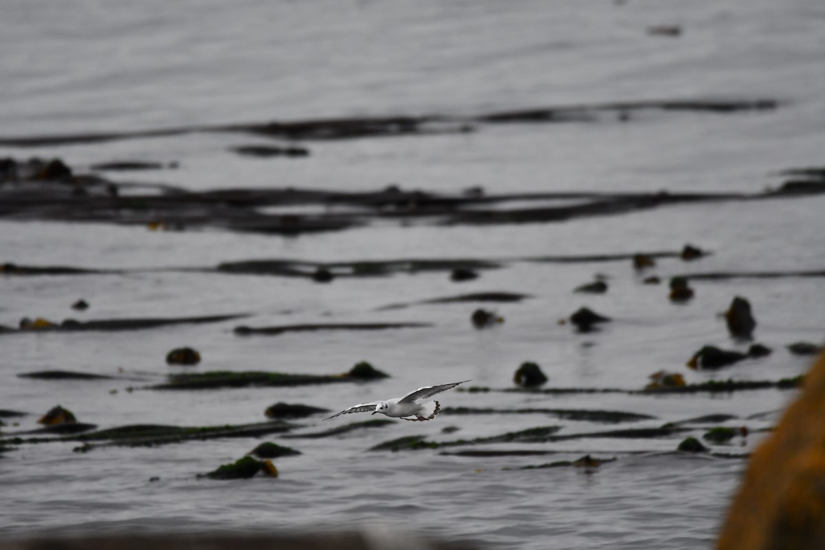 Bonaparte's Gull - ML610808193