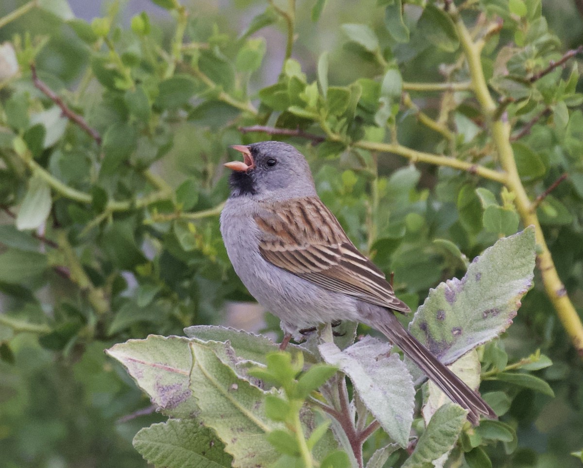 Black-chinned Sparrow - ML610808218