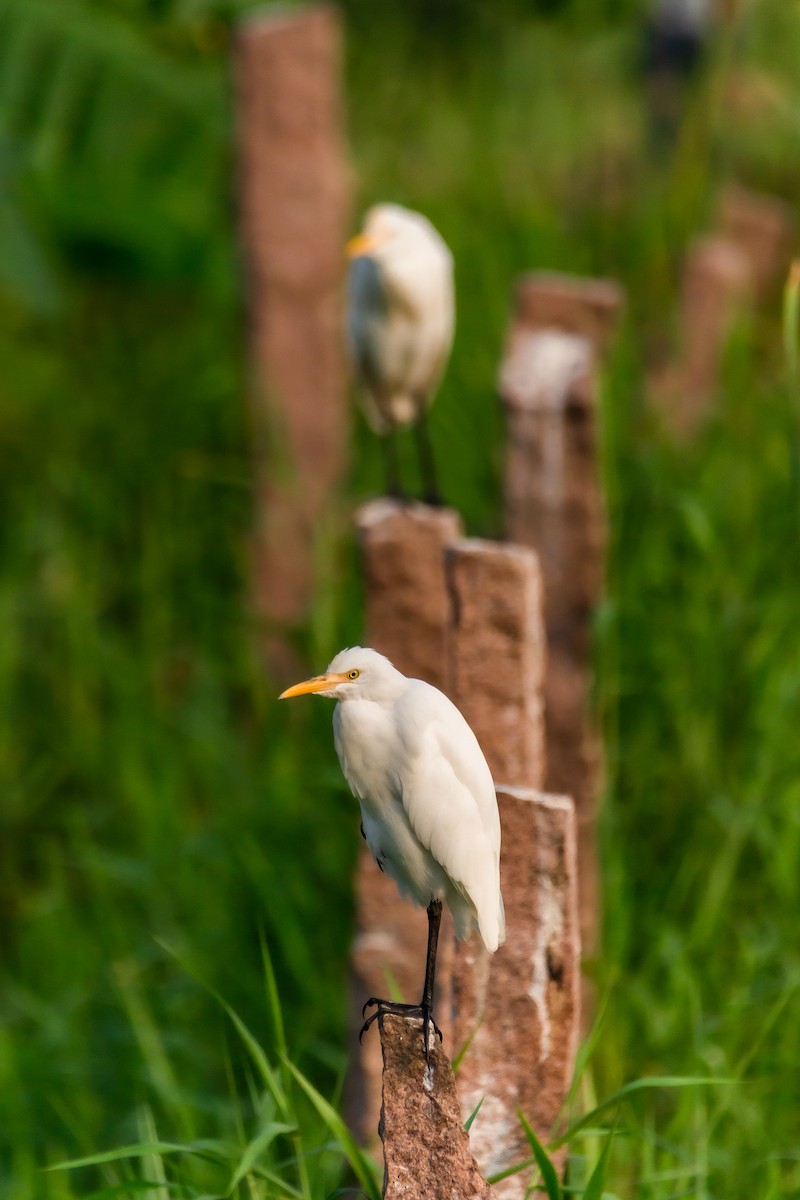 Eastern Cattle Egret - ML610808256