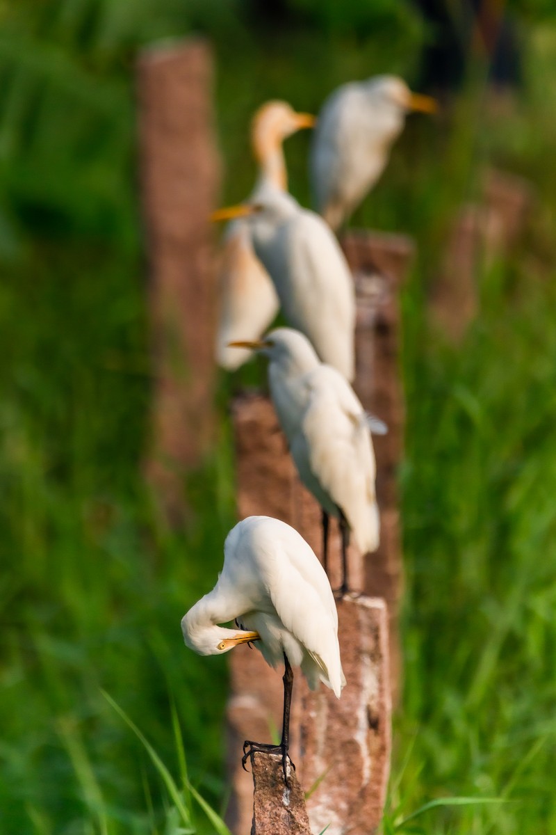 Eastern Cattle Egret - Dallton D