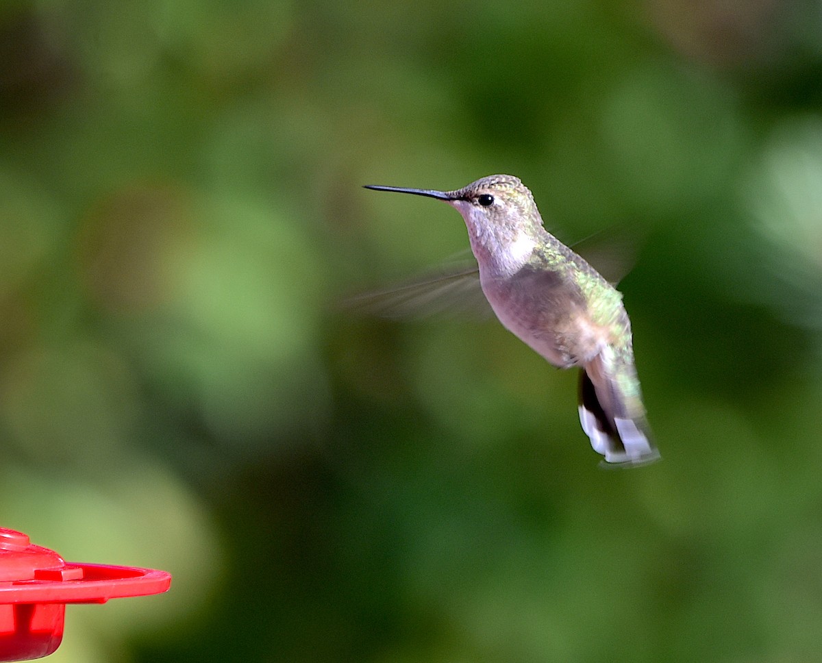 Black-chinned Hummingbird - Alecia Gorski