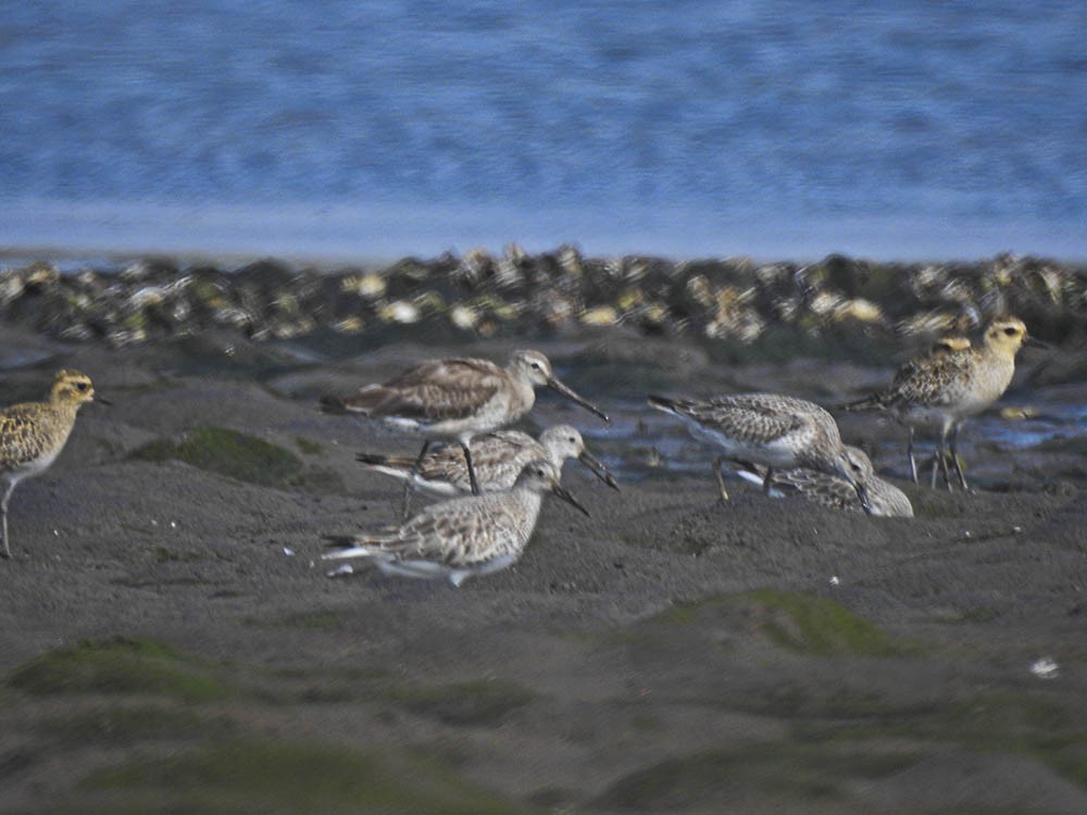 Black-tailed Godwit - ML610808387