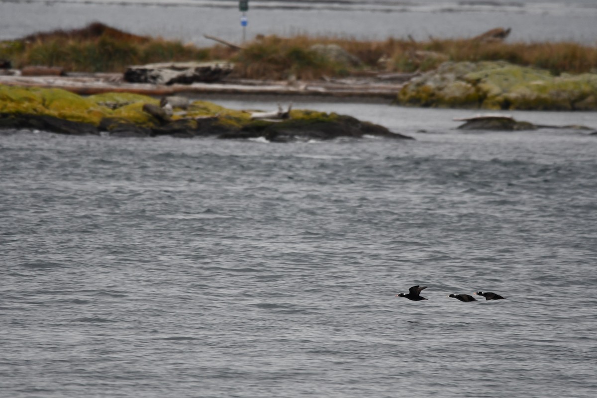 Surf Scoter - Carolyn Pullman