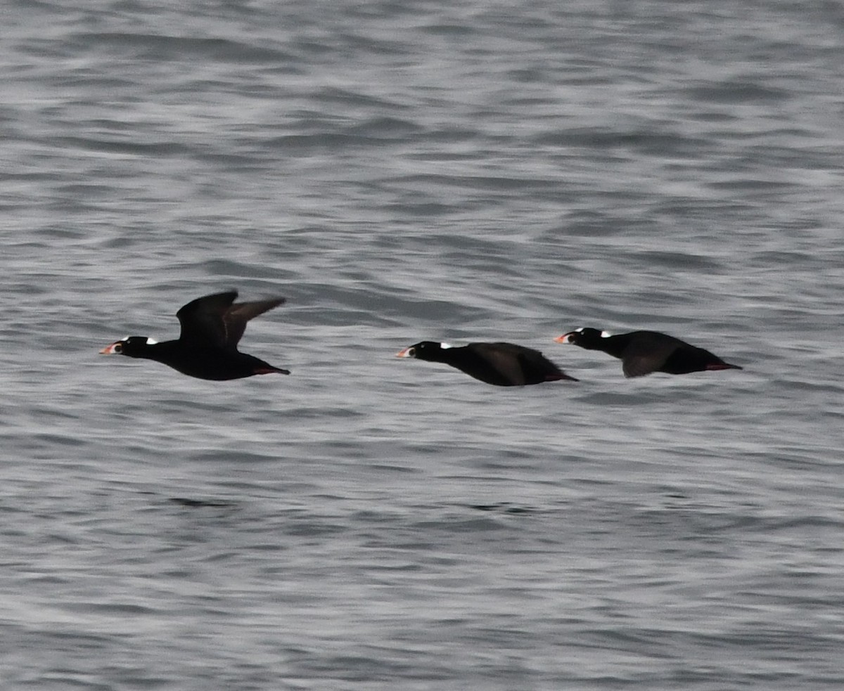 Surf Scoter - ML610808427