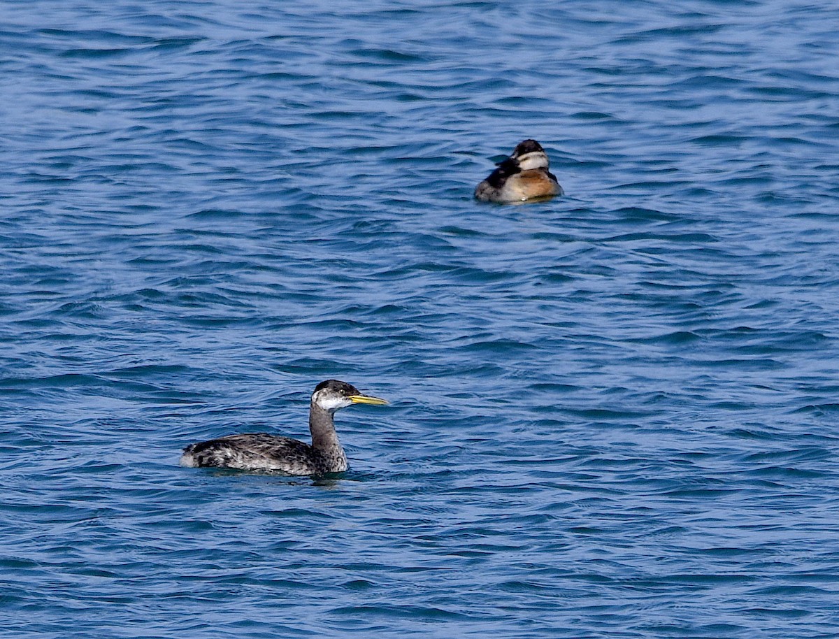 Red-necked Grebe - ML610808428