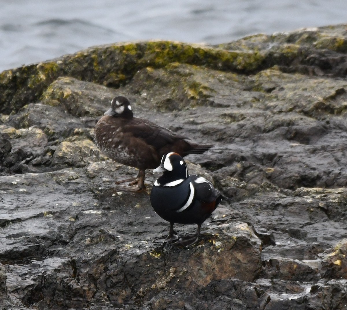 Harlequin Duck - ML610808434