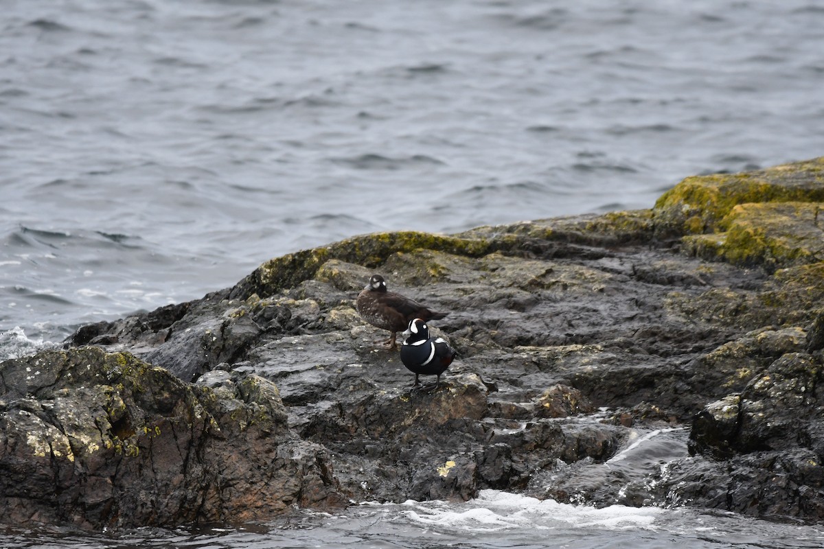 Pato Arlequín - ML610808441