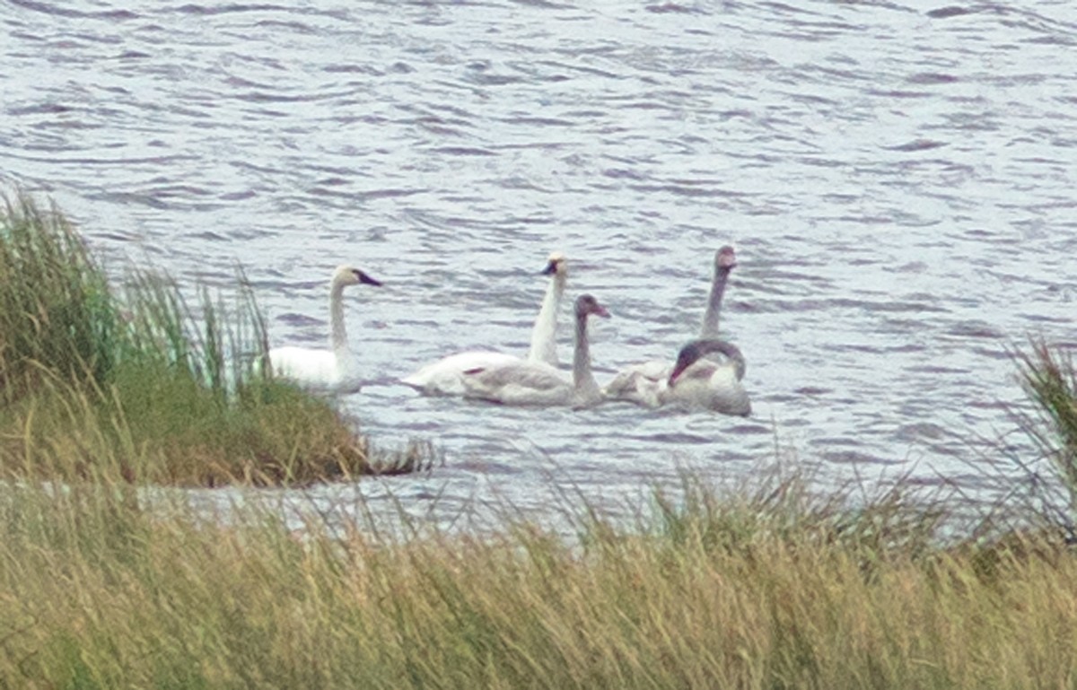 Cygne siffleur - ML610808442