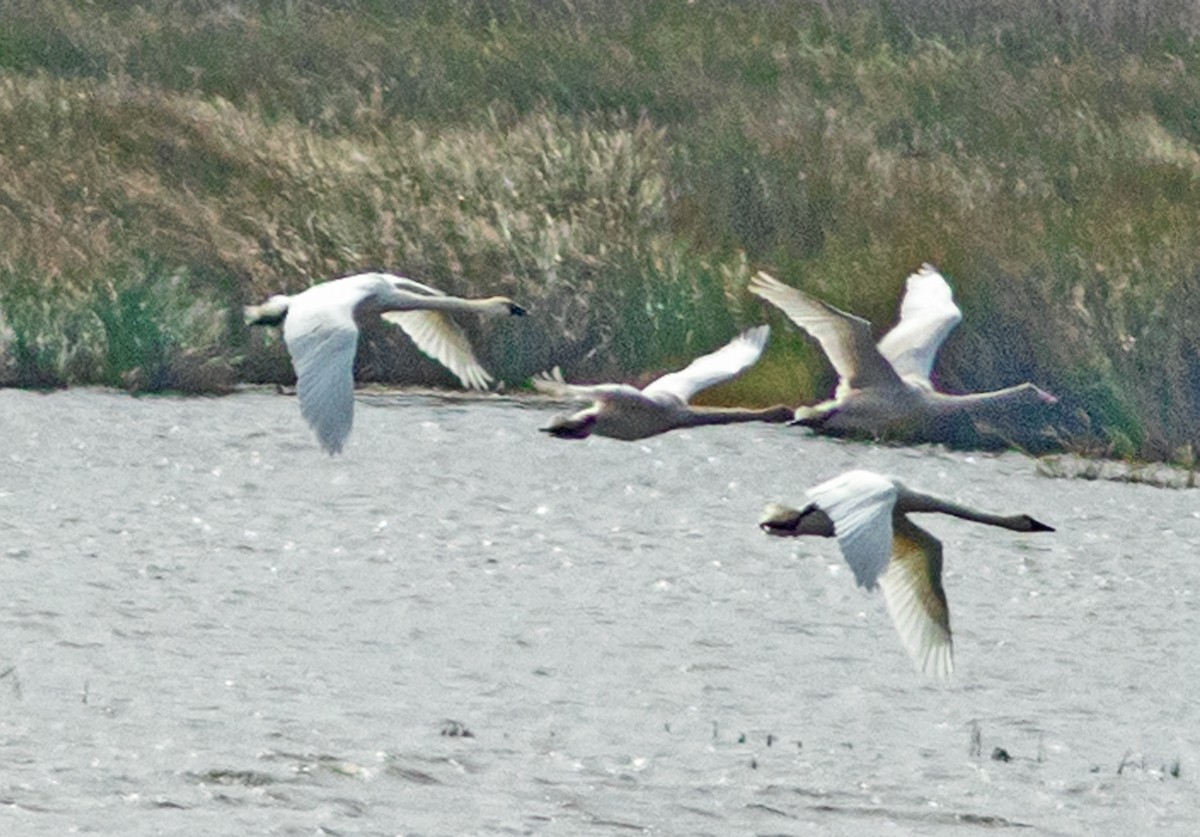 Tundra Swan - Mark and Holly Salvato