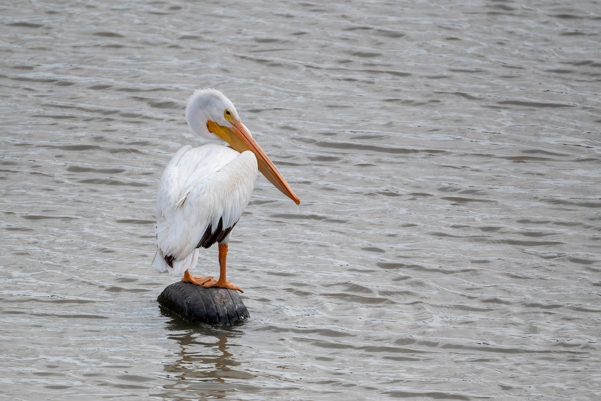 American White Pelican - ML610808567