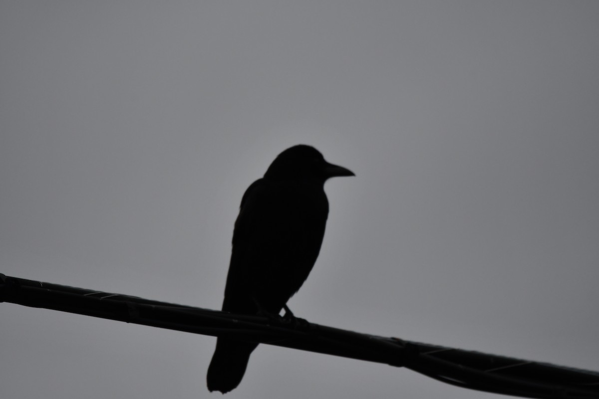 American Crow - ML610808579