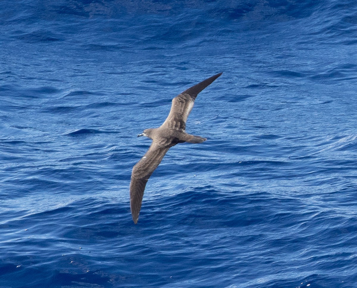 Wedge-tailed Shearwater - ML610808638