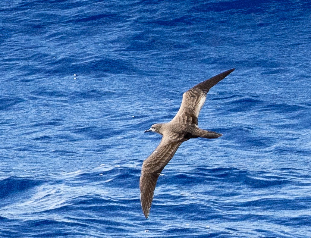 Wedge-tailed Shearwater - ML610808639