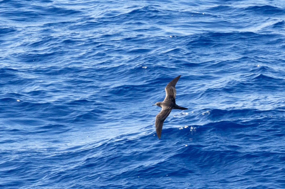 Wedge-tailed Shearwater - ML610808640
