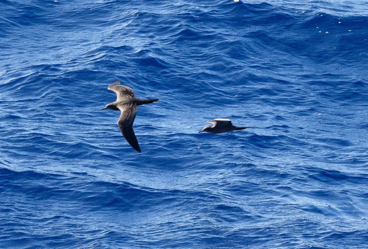 Wedge-tailed Shearwater - ML610808641