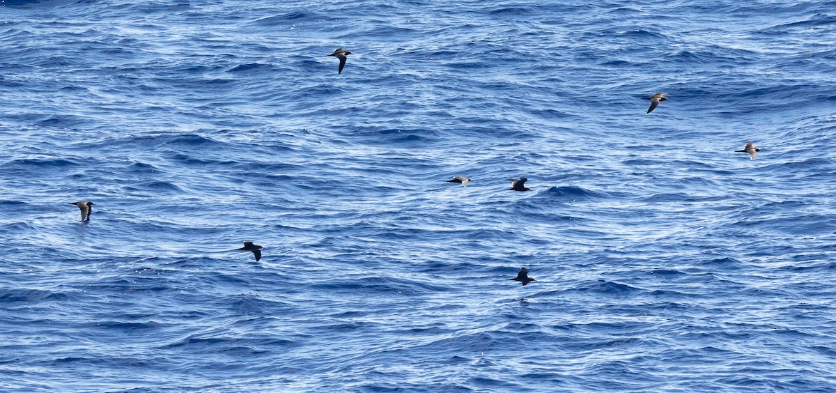 Wedge-tailed Shearwater - ML610808642