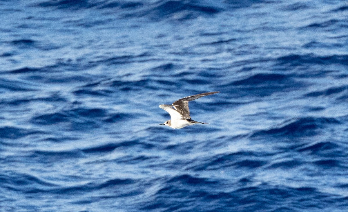 Bridled Tern - ML610808657