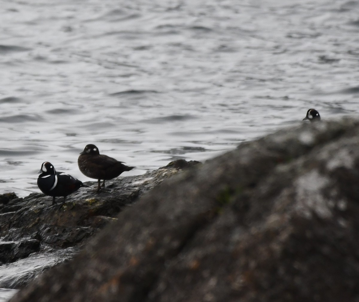 Harlequin Duck - ML610808807