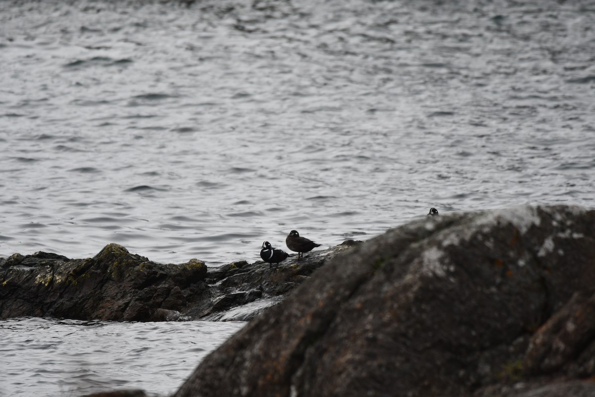 Harlequin Duck - ML610808821