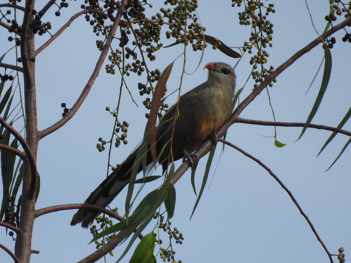 Sirkeer Malkoha - ML610808892