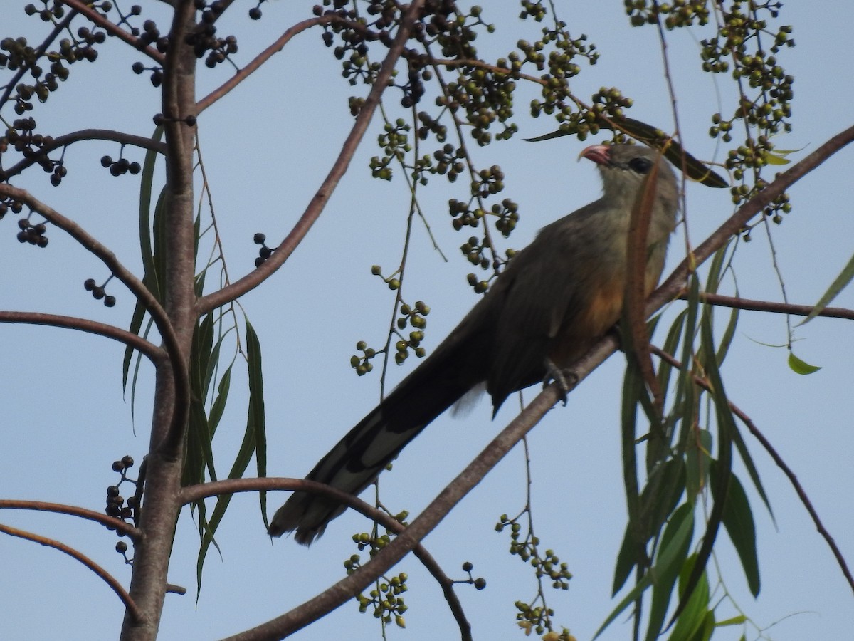 Sirkeer Malkoha - ML610808903