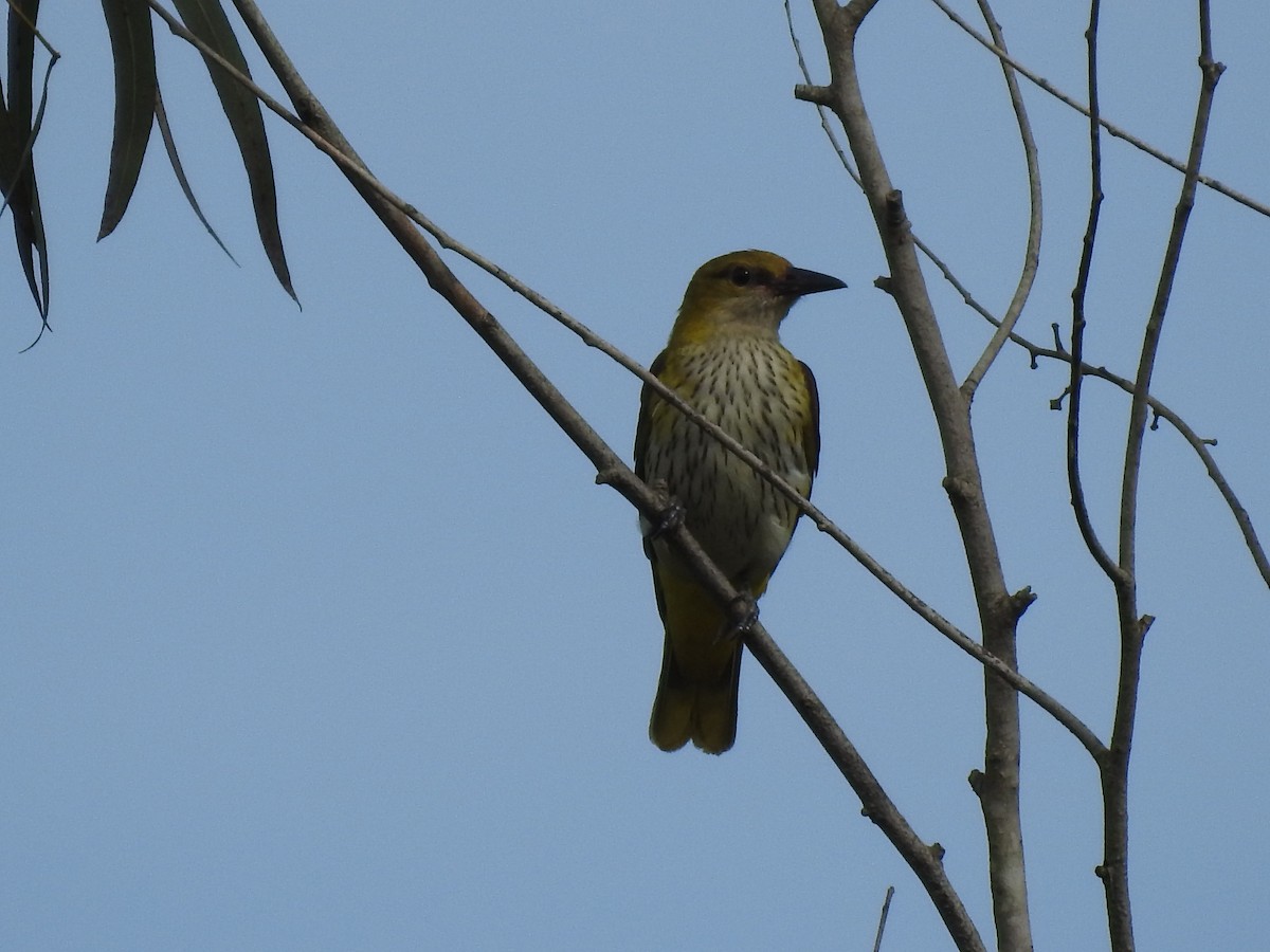 Indian Golden Oriole - ML610808958