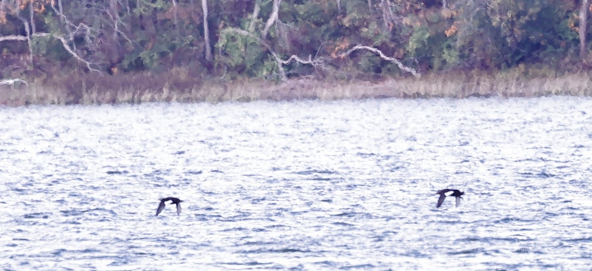 White-winged Scoter - Ron Bradley